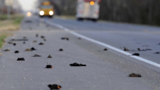 Illustration for article titled Why are thousands of dead birds suddenly falling from the sky?